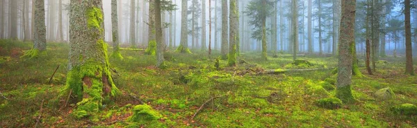 Sis içindeki esrarengiz yeşil orman. Güçlü çam ağaçları, yosun, eğrelti otu, bitkiler. Fransa, Avrupa. Karanlık atmosferik sonbahar manzarası. Panoramik manzara. Ekoloji, ekoloji, mevsimler, doğa. Fantezi, sihir