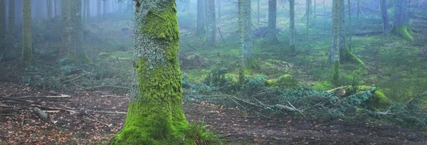 Sis içindeki esrarengiz yeşil orman. Güçlü çam ağaçları, yosun, eğrelti otu, bitkiler. Fransa, Avrupa. Karanlık atmosferik sonbahar manzarası. Panoramik manzara. Ekoloji, ekoloji, mevsimler, doğa. Fantezi, sihir