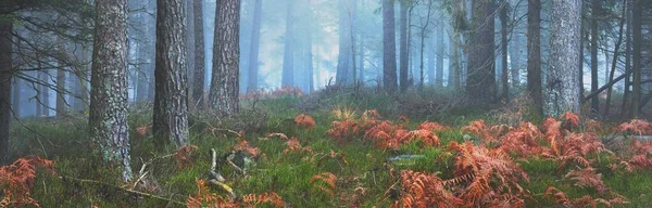 霧の中で神秘的な常緑樹林を介して未舗装の道路 強大な松の木 青い光の中で植物 フランス ヨーロッパ 暗い大気の秋の風景 幻想魔法 — ストック写真
