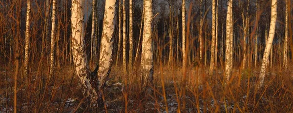 Gün batımında huş ağacı ormanı. Güçlü ağaçlar. İlk kar, kışın başında. Yumuşak güneş ışığı. Doğa, mevsimler, eko-turizm