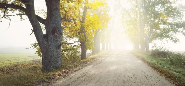 Strada Asfaltata Rurale Corsia Singola Vicolo Attraverso Possenti Alberi Luce — Foto Stock