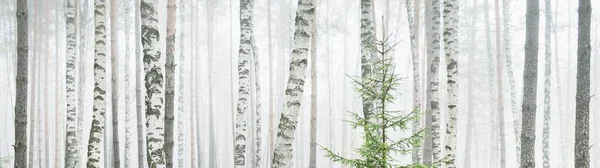 Majestueus Altijd Groen Bos Een Mist Bij Zonsopgang Machtige Bomen — Stockfoto