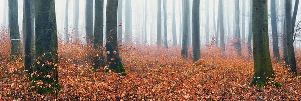 Mysterious Majestic Golden Beech Forest Thick Fog Mighty Trees Red — Stock Photo, Image