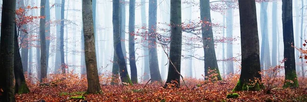 Μυστηριώδες Μεγαλοπρεπές Δάσος Από Χρυσές Οξιές Πυκνή Ομίχλη Δυνατά Δέντρα — Φωτογραφία Αρχείου