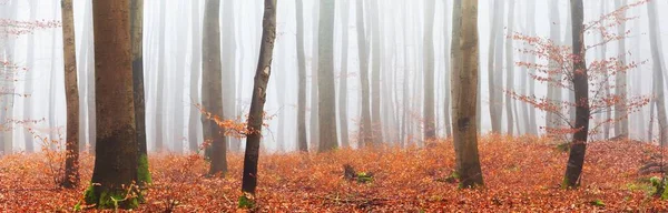 Mystérieuse Forêt Majestueuse Hêtres Dorés Dans Épais Brouillard Des Arbres — Photo