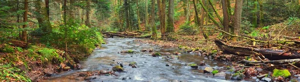 秋の常緑松の森の中の小さな川 強力な木 落ち葉 大気の風景 絵のように美しいパノラマの風景 長時間露光 — ストック写真