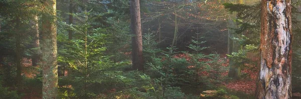 Sis içindeki esrarengiz yeşil orman. Güçlü çam ağaçları. Fransa, Avrupa. Karanlık atmosferik sonbahar manzarası. Panoramik manzara. Ekoloji, ekoloji, mevsimler, doğa. Fantezi, sihir