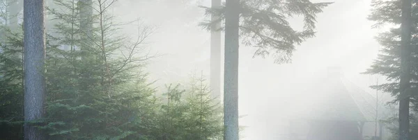 Misteriosa Foresta Sempreverde Nella Nebbia Potenti Pini Francia Europa Scuro — Foto Stock