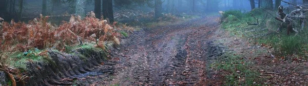 Sis içindeki esrarengiz yeşil orman. Güçlü çam ağaçları, yosunlar, bitkiler. Ağaç kütükleri (yakacak odun) yakın plan. Fransa, Avrupa. Atmosferik sonbahar manzarası. Ekoloji, doğa, ormanların tahrip edilmesi, kereste endüstrisi