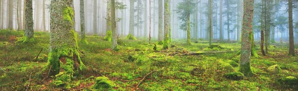 Sis içindeki esrarengiz yeşil orman. Güçlü çam ağaçları, yosun, eğrelti otu, bitkiler. Fransa, Avrupa. Karanlık atmosferik sonbahar manzarası. Panoramik manzara. Ekoloji, ekoloji, mevsimler, doğa. Fantezi, sihir