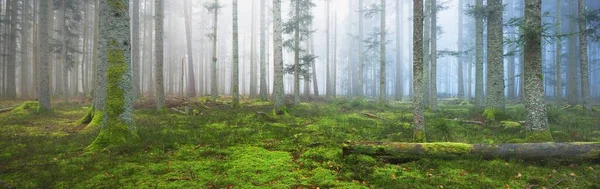 在雾中神秘的常绿森林 参天大树苔藓蕨类植物法国 黑暗的秋天风景 全景风景 生态旅游 — 图库照片