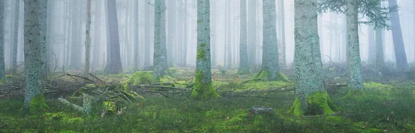 Mystisk Vintergrön Skog Dimma Mäktiga Tallar Mossa Ormbunkar Växter Frankrike — Stockfoto