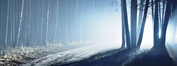 雄伟的常绿森林在夜雾中 神秘的光 大气景观 哥特式概念 — 图库照片