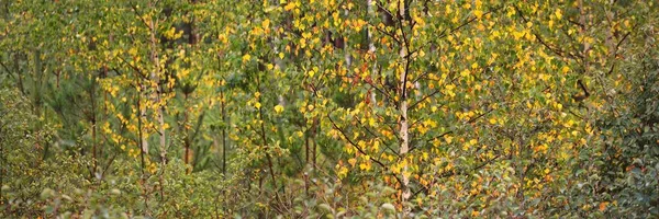 Green Birch Young Spruce Trees Yellow Leaves Close Autumn Landscape — Stock Photo, Image