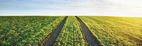 Verde Arato Campo Agricolo Con Piste Trattore Colorato Foresta Dorata — Foto Stock