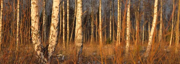 Birch Tree Forest Sunset Mighty Trees First Snow Early Winter — 스톡 사진