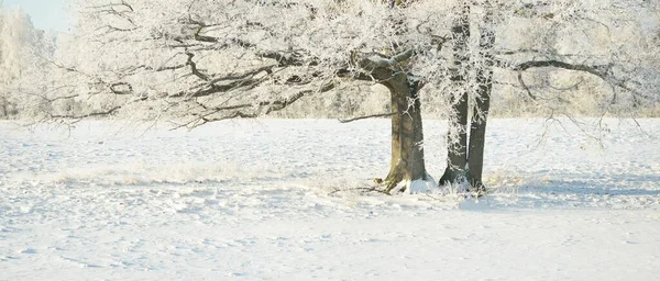 Ulu meşe ağacı. Orman çayırı. Saf güneş ışığı, açık mavi gökyüzü. Kış Harikalar Diyarı. Ekoloji, eko turizm, çevre koruma, noel tatilleri, kayak