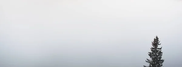 Долина Річки Гауя Величний Вічнозелений Ліс Хмарах Таємничого Ранкового Туману — стокове фото
