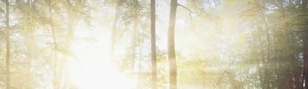 Atmospheric Landscape Majestic Forest Fog Sunrise Golden Light Sunbeams Mighty — Stockfoto