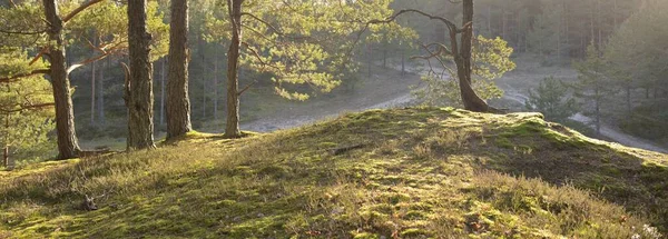 Путь Через Величественный Вечнозеленый Лес Могучие Сосны Ели Мягкий Закат — стоковое фото