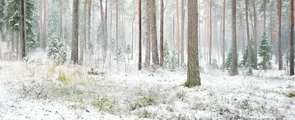 覆盖着白雪的松树林 强大的常绿树特写 黑暗的大气景观 田园诗般的乡村风景 冬天的仙境全景风景 纯自然 生态旅游 — 图库照片