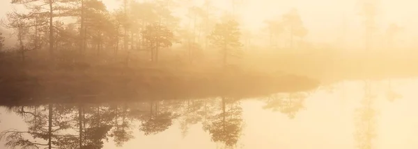 Aerial View Lake Young Pine Tree Forest Morning Fog Sunrise — Stock Photo, Image