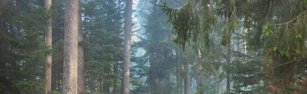 Rejtélyes Örökzöld Erdő Ködben Hatalmas Fenyőfák Franciaország Európa Sötét Atmoszférikus — Stock Fotó