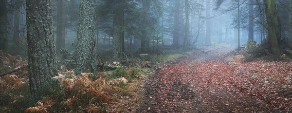 Sis içindeki gizemli yeşil ormanın içinden geçen toprak yol. Güçlü çam ağaçları, yosunlar, mavi ışıkta yetişen bitkiler. Fransa, Avrupa. Karanlık atmosferik sonbahar manzarası. Mevsimler, doğa. Fantezi, sihir