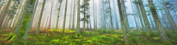 Sis içindeki esrarengiz yeşil orman. Güçlü çam ağaçları, yosun, eğrelti otu, bitkiler. Fransa, Avrupa. Karanlık atmosferik sonbahar manzarası. Panoramik manzara. Ekoloji, ekoloji, mevsimler, doğa. Fantezi, sihir