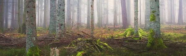 Misterioso Bosque Siempreverde Una Niebla Poderosos Pinos Musgo Helecho Plantas —  Fotos de Stock