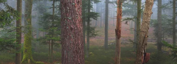 Misteriosa Foresta Sempreverde Nella Nebbia Potenti Pini Muschi Felci Piante — Foto Stock
