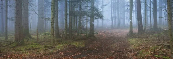 Sis içindeki esrarengiz yeşil orman. Güçlü çam ağaçları, yosun, eğrelti otu, bitkiler. Fransa, Avrupa. Karanlık atmosferik sonbahar manzarası. Panoramik manzara. Ekoloji, ekoloji, mevsimler, doğa. Fantezi, sihir