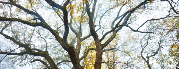 高大的橡木树 叶色艳丽 晨雾弥漫 枝条密闭 气候变化概念 — 图库照片