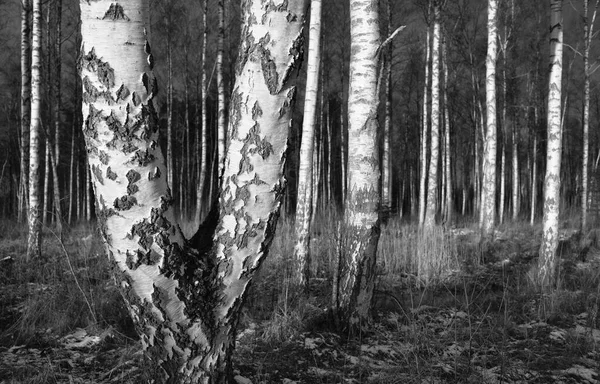 Bosque Abedul Atardecer Árboles Poderosos Primera Nieve Principios Del Invierno — Foto de Stock