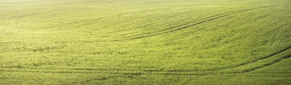 Campo Agrícola Arado Verde Con Huellas Tractores Amanecer Primer Plano —  Fotos de Stock