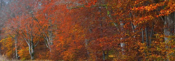 Muhteşem kayın ağacı ormanı. Güçlü ağaç gövdeleri, sarı, kırmızı, turuncu yapraklar. Idyllic sonbahar manzarası. Sonbahar mevsimi, ekoloji, doğa, çevre, eko-turizm