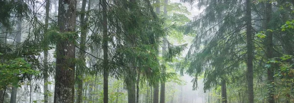 Atmospheric Landscape Majestic Forest Fog Sunrise Golden Light Sunbeams Mighty — Foto de Stock