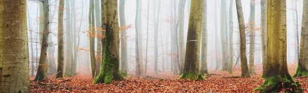 Kalın bir siste gizemli altın kayın ormanı. Güçlü ağaçlar. Kırmızı ve turuncu yapraklar. Lorraine, Fransa. Atmosferik sonbahar manzarası. Resimli panoramik manzara. Ekoloji, çevre, doğa