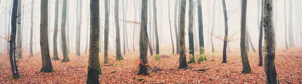 Kalın bir siste gizemli altın kayın ormanı. Güçlü ağaçlar. Kırmızı ve turuncu yapraklar. Lorraine, Fransa. Atmosferik sonbahar manzarası. Resimli panoramik manzara. Ekoloji, çevre, doğa