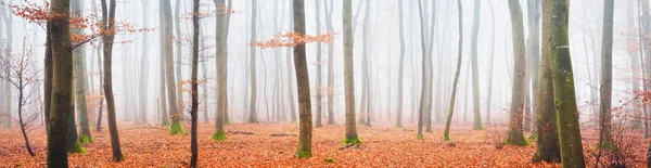 Misterioso Majestoso Floresta Faia Dourada Uma Névoa Espessa Árvores Fortes — Fotografia de Stock