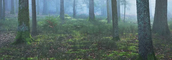 Sis içindeki esrarengiz yeşil orman. Güçlü çam ağaçları, yosun, eğrelti otu, bitkiler. Fransa, Avrupa. Karanlık atmosferik sonbahar manzarası. Panoramik manzara. Ekoloji, ekoloji, mevsimler, doğa. Fantezi, sihir