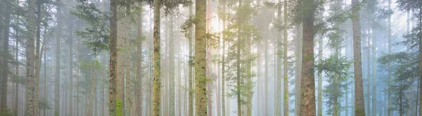 Sis içindeki esrarengiz yeşil orman. Güçlü çam ağaçları. Fransa, Avrupa. Karanlık atmosferik sonbahar manzarası. Panoramik manzara. Ekoloji, ekoloji, mevsimler, doğa. Fantezi, sihir