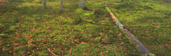 Sis içindeki esrarengiz yeşil orman. Yosun, eğrelti otu, bitkiler. Fransa, Avrupa. Karanlık atmosferik sonbahar manzarası. Panoramik manzara. Ekoloji, ekoloji, mevsimler, doğa. Fantezi, sihir