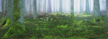 Sis içindeki esrarengiz yeşil orman. Güçlü çam ağaçları, yosun, eğrelti otu, bitkiler. Fransa, Avrupa. Karanlık atmosferik sonbahar manzarası. Panoramik manzara. Ekoloji, ekoloji, mevsimler, doğa. Fantezi, sihir