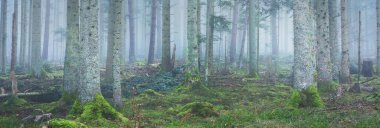 Sis içindeki esrarengiz yeşil orman. Güçlü çam ağaçları, yosun, eğrelti otu, bitkiler. Fransa, Avrupa. Karanlık atmosferik sonbahar manzarası. Panoramik manzara. Ekoloji, ekoloji, mevsimler, doğa. Fantezi, sihir