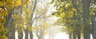 Yapraklı meşe ve akçaağaç ağaçları. Doğal tünel. Güneş ışığı, güneş ışığı, sis, gölgeler. Peri sonbahar sahnesi