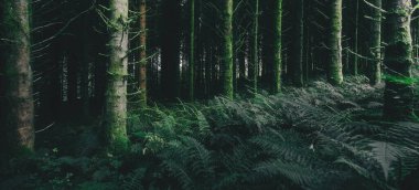 Ardrishaig 'in küçük bir köyündeki Evergreen kozalaklı orman. Ağaçlar ve eğrelti otları yakın plan. Loch Fyne, Crinan Kanalı, Argyll ve Bute, İskoçya, İngiltere. Karanlık, gizemli bir manzara. Çevresel koruma