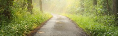 Görkemli bir ormandaki yol. Doğal tünel. Güçlü ağaç siluetleri. Sis, güneş ışığı, yumuşak güneş ışığı. Atmosferik rüya gibi yaz manzarası. Saf doğa, ekoloji, fantezi, masal