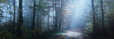 Gün batımında görkemli bir kayın ormanında (tünel). Güçlü ağaçlar. Gizemli mavi ışık, sis. Ay, alacakaranlık, gece. Karanlık, resim gibi bir manzara. Gezgin şehveti, sessizlik, gotik, peri masalı kavramları