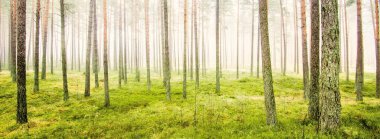 Beyaz bir sis içinde her zaman yeşil olan ormanın içinden geçen bir yol. Güçlü çam ağaçları, yosun, eğrelti otu, bitkiler. Resimli panoramik manzara. Sonbahar, kışın başlangıcı. Saf doğa, çevresel koruma, ekoloji